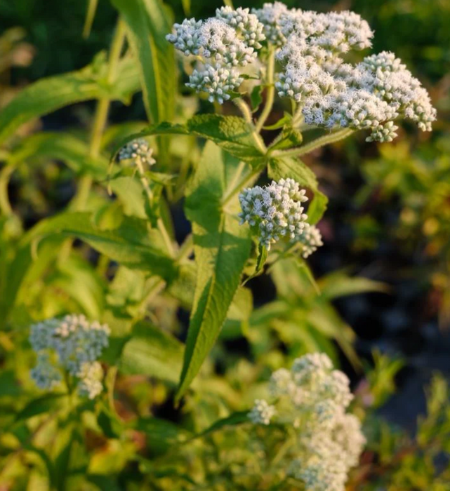 Boneset | Eupatorium perfoliatum