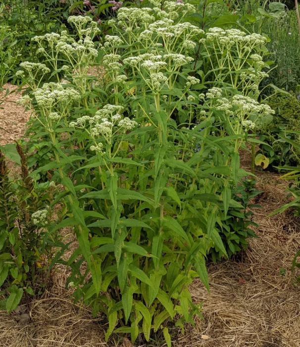 Boneset | Eupatorium perfoliatum