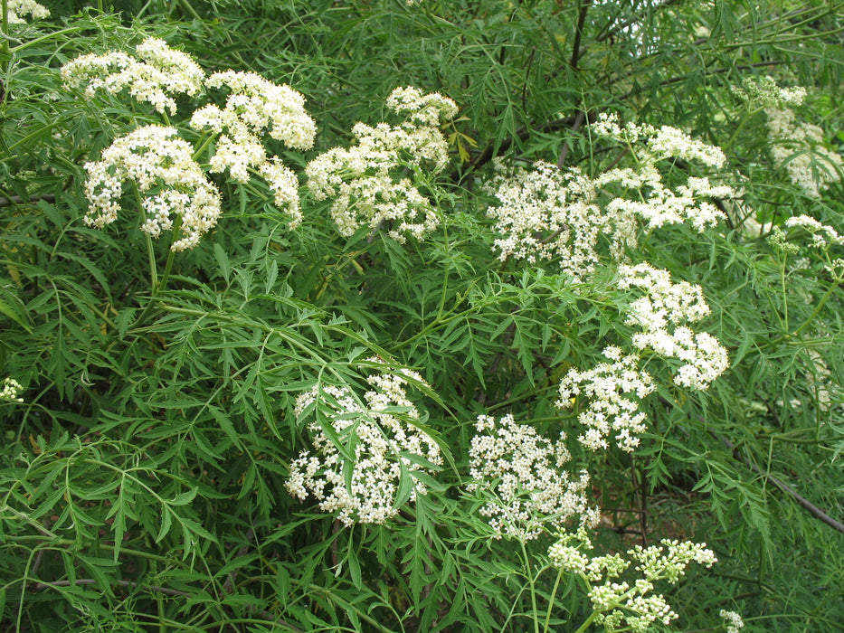 Cutleaf European Elderberry | Sambucus nigra 'Laciniata'