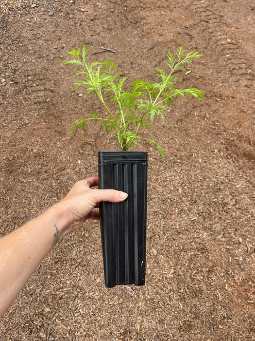 Cutleaf European Elderberry | Sambucus nigra 'Laciniata'