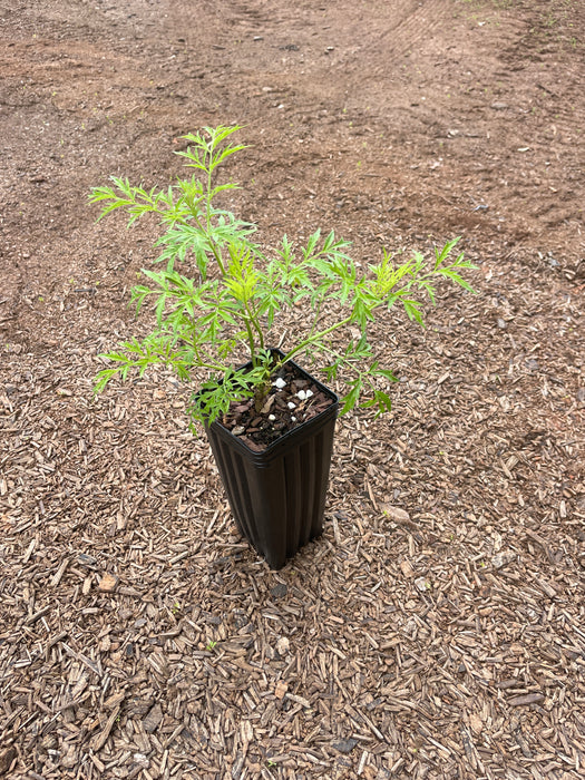 Cutleaf European Elderberry | Sambucus nigra 'Laciniata'