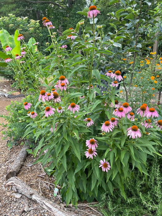 Purple Coneflower | Echinacea purpurea