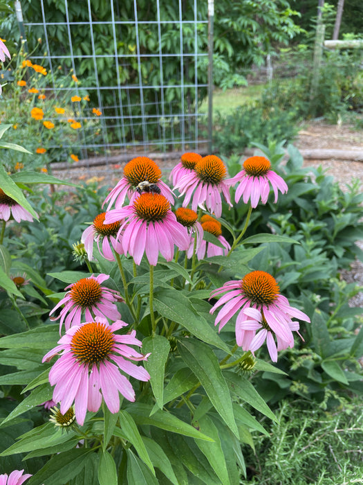 Purple Coneflower | Echinacea purpurea