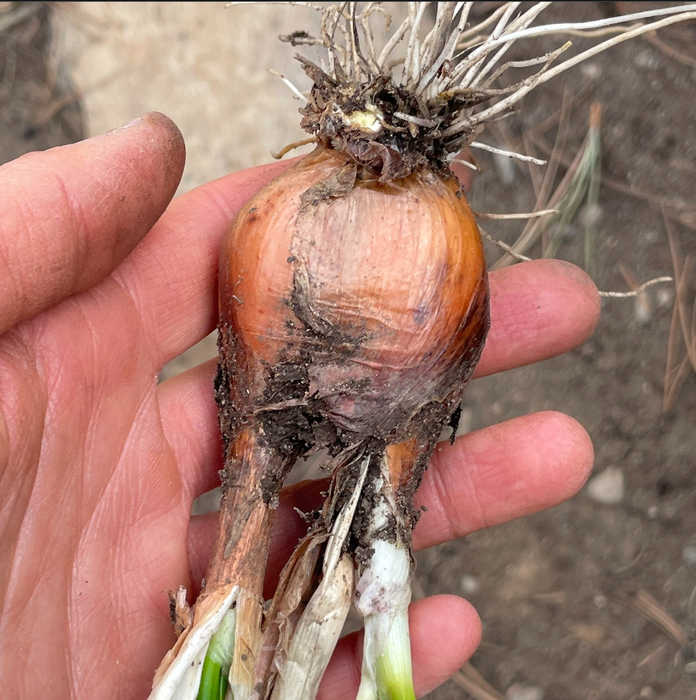 Egyptian Walking Onion Bulbs