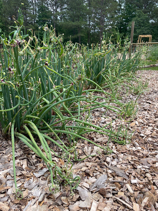 Egyptian Walking Onion Bulbs