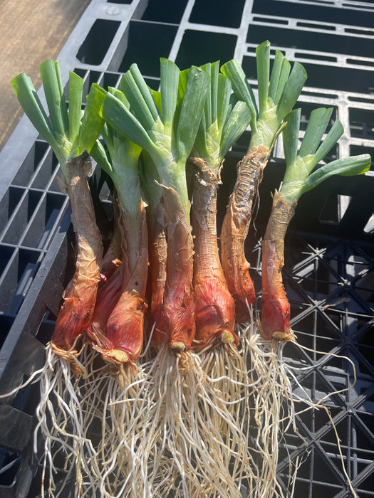 Egyptian Walking Onion Bulbs