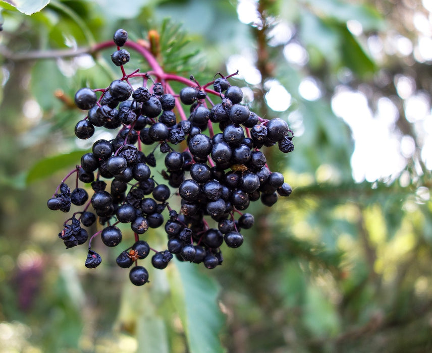 "Bob Gordon" American Elderberry