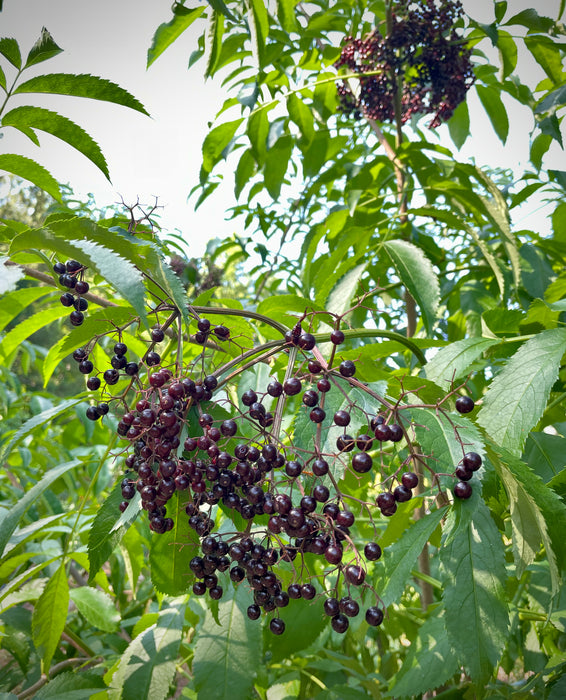 "Adams" American Elderberry