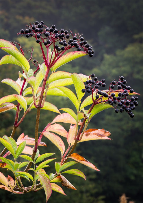 "Adams" American Elderberry