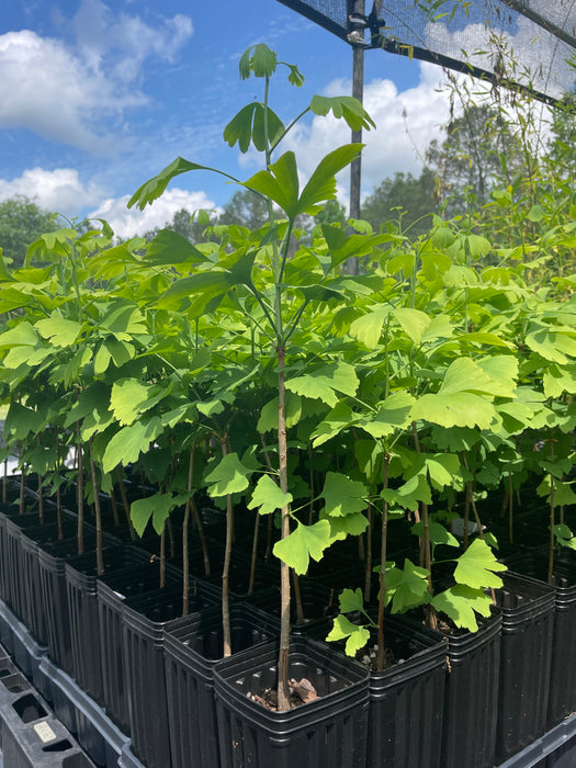 Maidenhair Tree, Ginkgo biloba