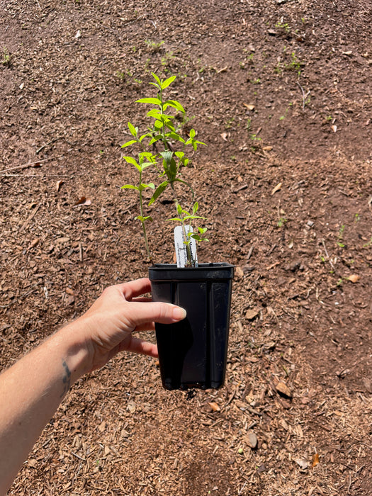 Hairy Mountain Mint | Pycnanthemum verticillatum