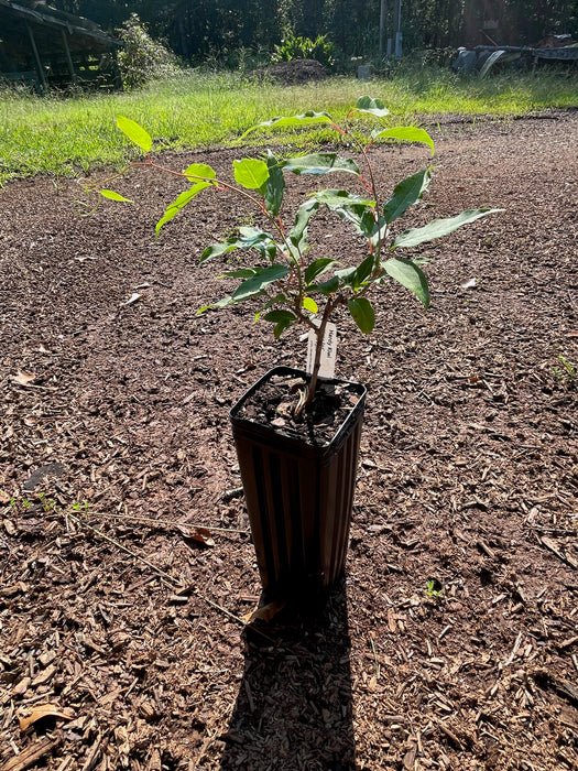 Small kiwi plant in a pot
