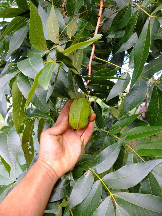 Hican | Carya × nussbaumeri