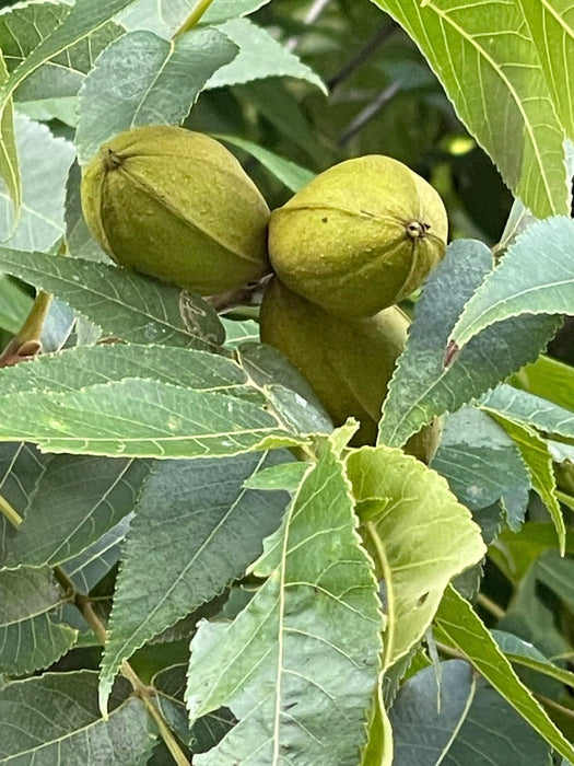 Hican | Carya × nussbaumeri