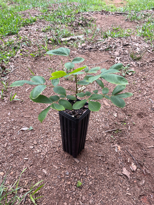 Hican | Carya × nussbaumeri