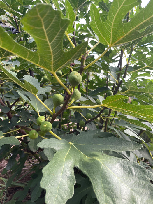 LSU Purple Fig