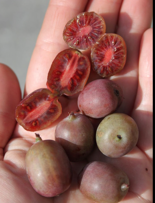 Ken's Red Hardy Kiwi (female)