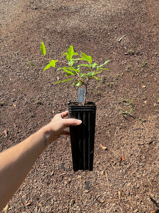 Hand holding a small potted plant against a brown soil background