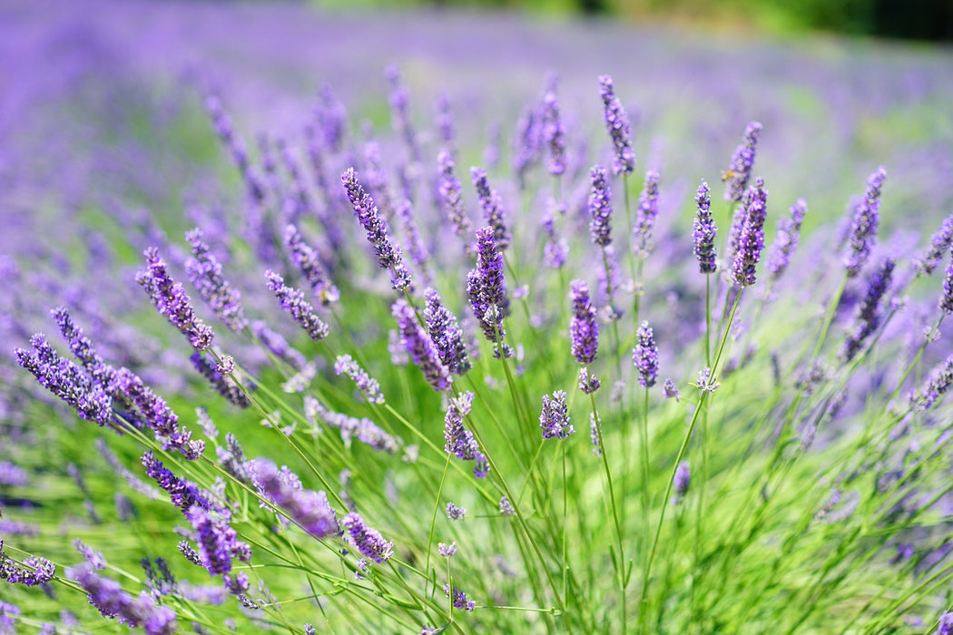 Hybrid Lavender