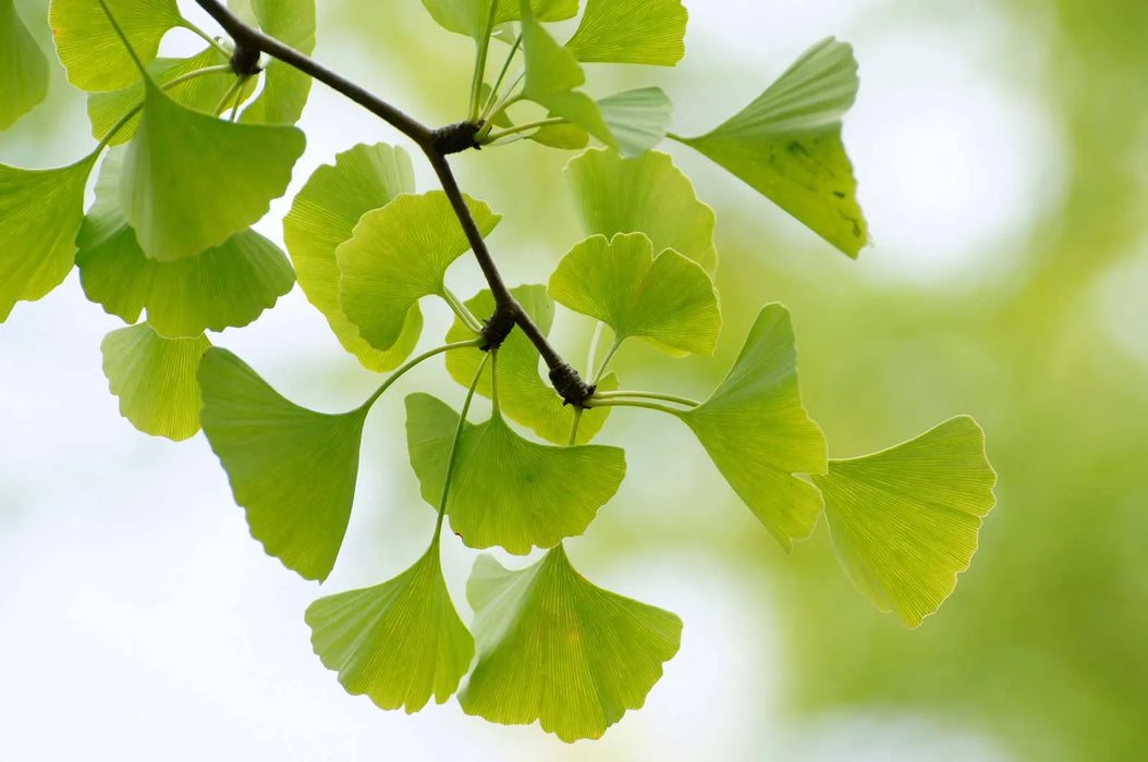 Maidenhair Tree, Ginkgo biloba