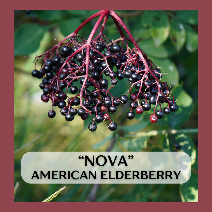 "Nova" American Elderberry