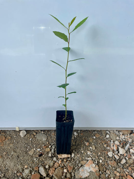 Ogeechee Tupelo, Ogeechee Lime | Nyssa ogeche