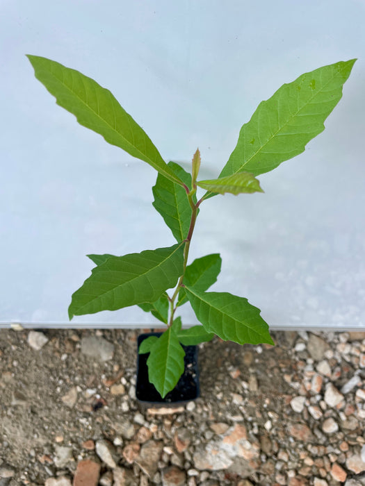 Ogeechee Tupelo, Ogeechee Lime | Nyssa ogeche