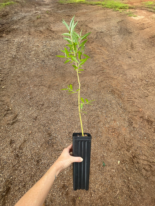 Orange Basket Willow