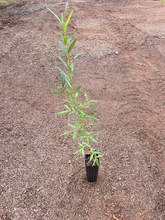 Orange Basket Willow