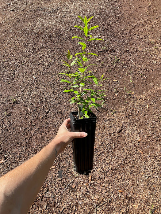 Parfianka Russian Pomegranate