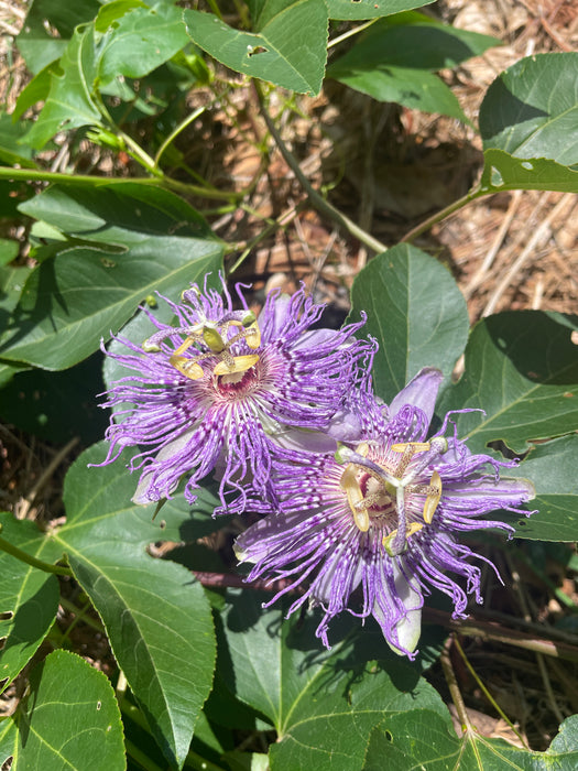 Select Native Maypop / Passionflower | Passiflora incarnata