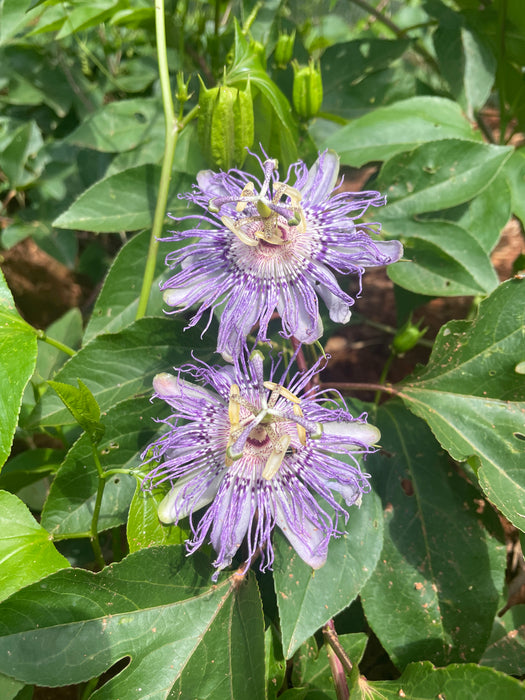 Select Native Maypop / Passionflower | Passiflora incarnata