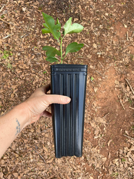 Select Native Maypop / Passionflower | Passiflora incarnata
