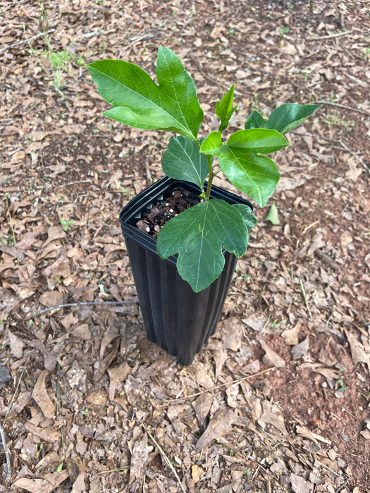 Select Native Maypop / Passionflower | Passiflora incarnata