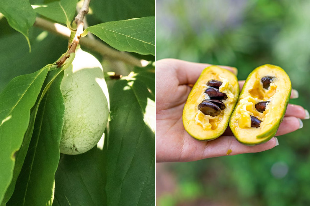 Select Native Pawpaw Tree | Asimina triloba