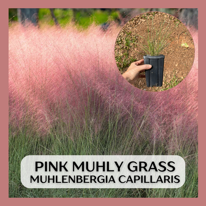 Pink Muhly Grass | Muhlenbergia capillaris