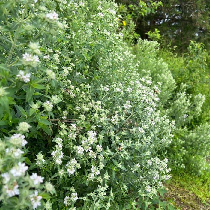 Hairy Mountain Mint | Pycnanthemum verticillatum