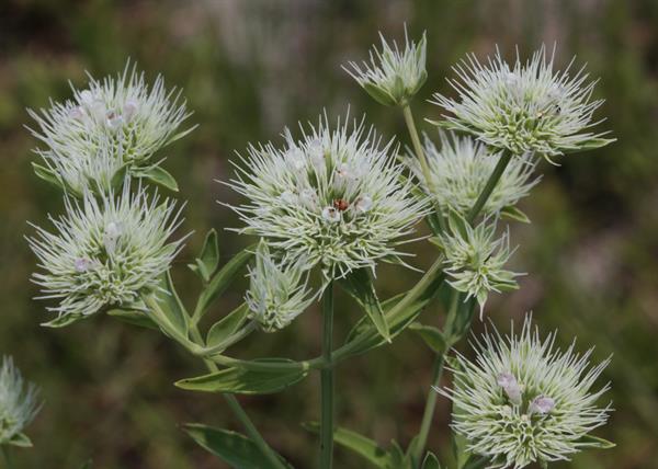 Appalachian Mountain Mint | Pycnanthemum flexuosum