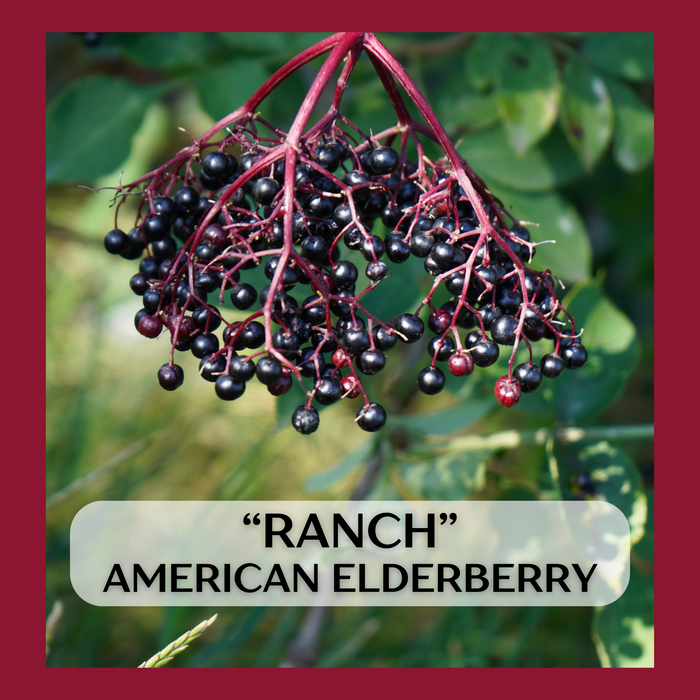 "Ranch" American Elderberry