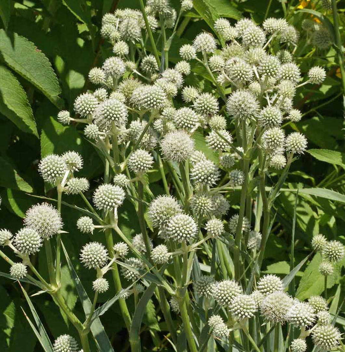White button-like flowers with green leaves on a natural background