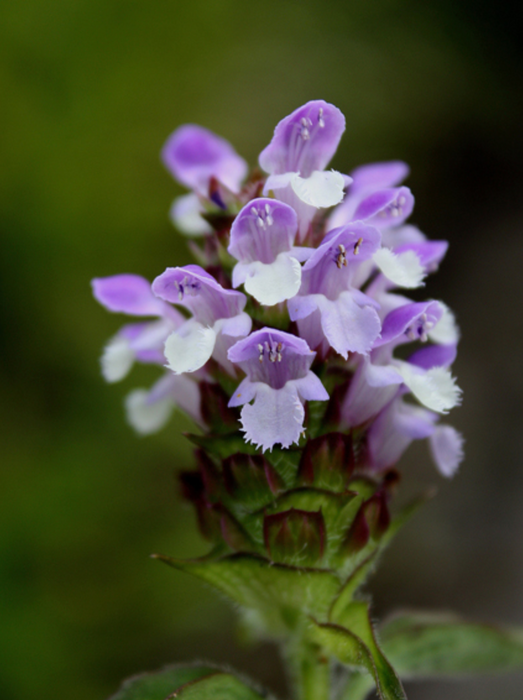 Self-heal | Prunella vulgaris