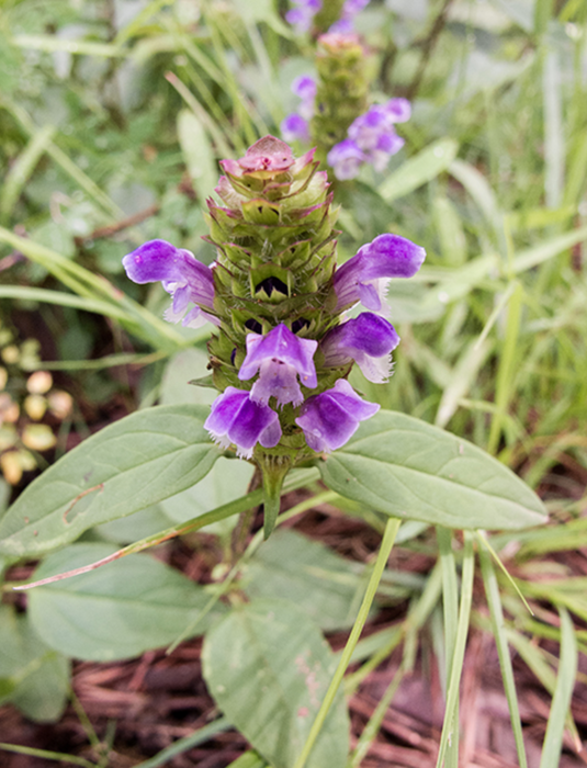Self-heal | Prunella vulgaris