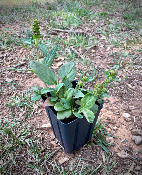 Self-heal | Prunella vulgaris