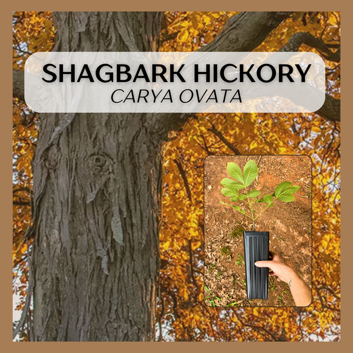 Shagbark Hickory | Carya ovata