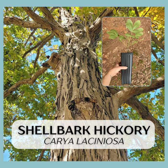 Shellbark Hickory | Carya laciniosa