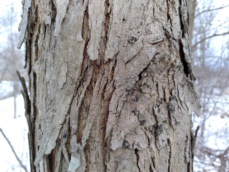 Shellbark Hickory | Carya laciniosa