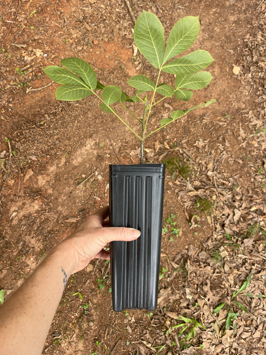 Shellbark Hickory | Carya laciniosa
