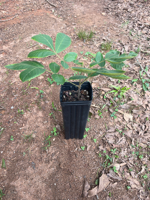 Shellbark Hickory | Carya laciniosa