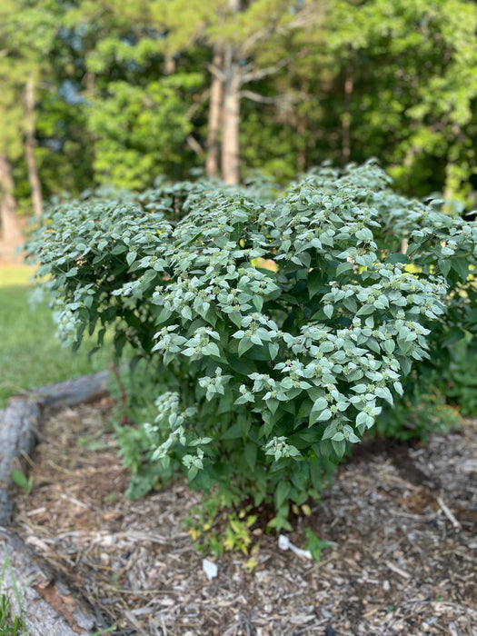 Short-toothed Mountain Mint | Pycnanthemum muticum