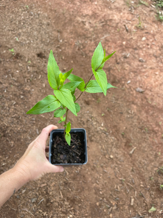 Short-toothed Mountain Mint | Pycnanthemum muticum